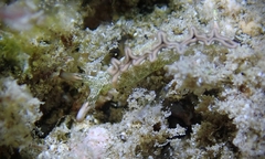 Thuridilla carlsoni