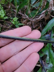 Asplenium scleroprium