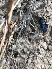 Pompilidae
