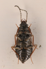 Phlaeopterus