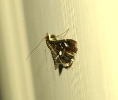 Diathrausta harlequinalis