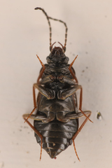 Phlaeopterus