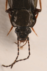 Phlaeopterus