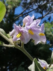 Solanum lanceolatum