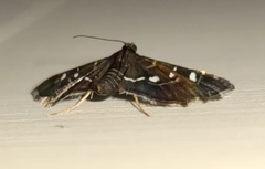 Diathrausta harlequinalis