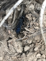 Pompilidae