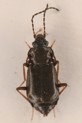 Phlaeopterus