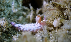 Babakina indopacifica