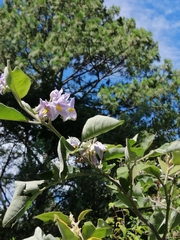 Solanum lanceolatum