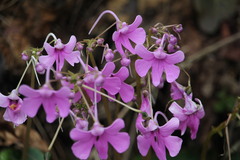 Impatiens scapiflora