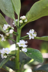 Ilex anomala