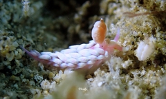 Babakina indopacifica