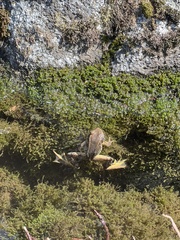 Rana cascadae