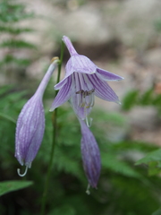 Hosta sieboldii