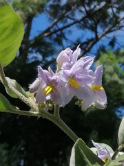 Solanum lanceolatum