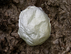 Reticularia lycoperdon