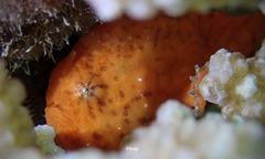 Antennatus tuberosus