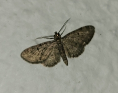 Eupithecia miserulata