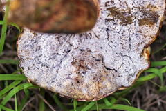 Pulchroboletus rubricitrinus