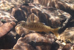 Oncorhynchus kisutch