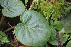 Impatiens scapiflora