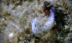 Hypselodoris bertschi