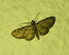 Eupithecia miserulata