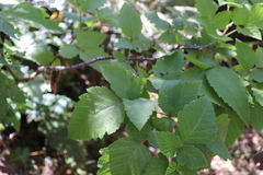 Rubus hawaiensis
