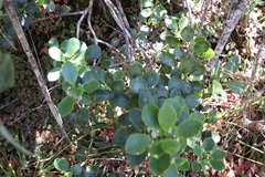 Ilex anomala