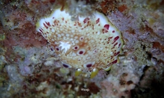 Goniobranchus
