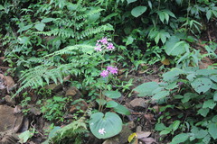 Impatiens scapiflora