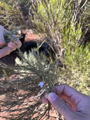 Eremophila