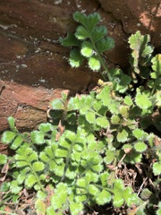 Asplenium subglandulosum