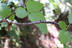 Rubus hawaiensis