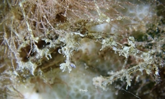 Lambrachaeus ramifer