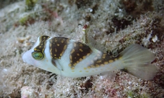 Canthigaster coronata
