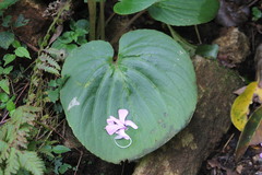 Impatiens scapiflora