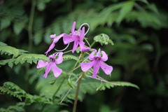 Impatiens scapiflora