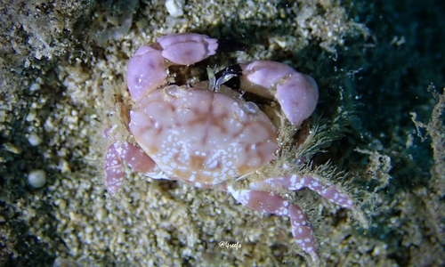 Xanthias canaliculatus, 2022-08-20