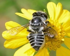 Megachile petulans