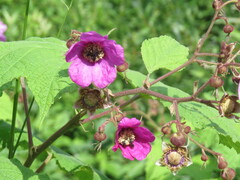Rubus odoratus