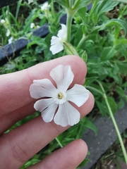 Silene latifolia alba