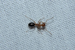 Camponotus decipiens