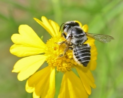 Megachile petulans