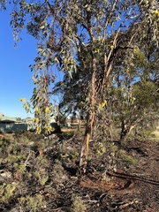 Eucalyptus woodwardii