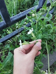 Silene latifolia alba