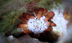 Heterocentrotus mamillatus