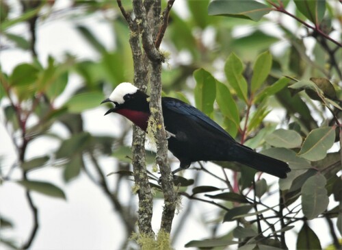White-capped Tanager (Sericossypha albocristata), photo 10