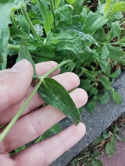Silene latifolia alba