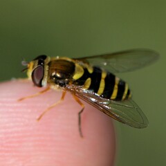 Syrphus opinator